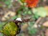 174953 – Photo : jojo de radon – France (10)