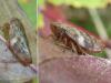 Aphrophora alni