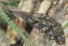 174285 – Photo : Laetitia Berquer – Madagascar