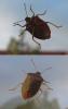 174642 – Photo : Crevette76 – France (76)