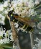 174274 – Photo : Christian Berquer – France (50)