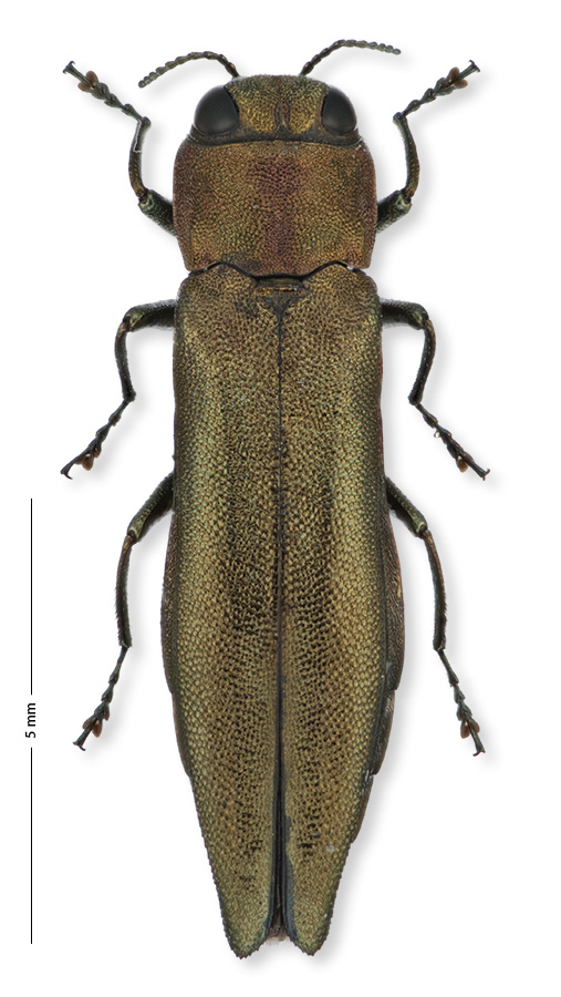 Pascal De Bleeckere - Agrilus (Agrilus) viridis - réf. 174872 (507 x 900 pixels, 164 ko)