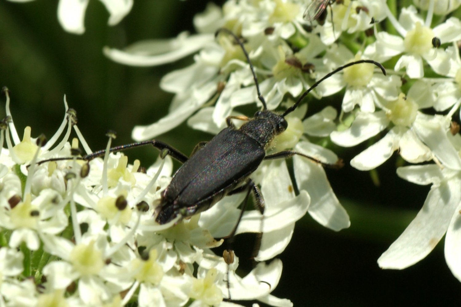 Michel Ehrhardt - Anastrangalia dubia - réf. 174694 (1500 x 999 pixels, 183 ko)