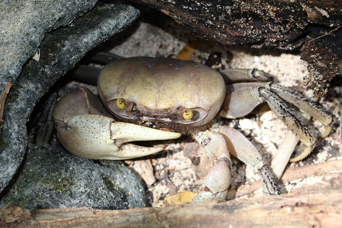 Duborget Robin - Cardisoma guanhumi - réf. 174448 (1100 x 733 pixels, 212 ko)