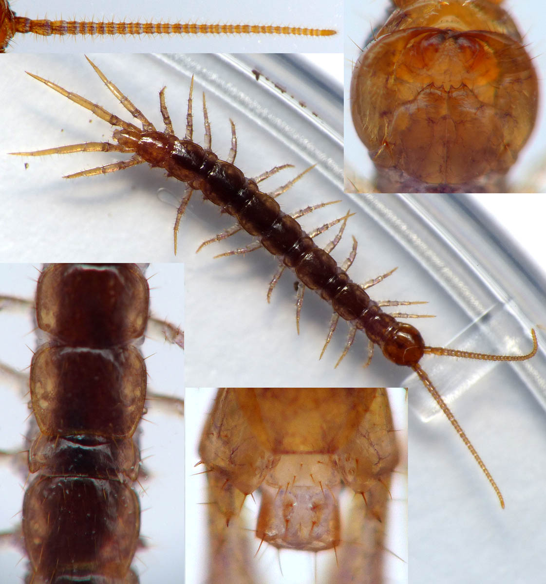 Réf. 174370 — CHILOPODA > Lithobiomorpha > Lithobiidae > Lithobius