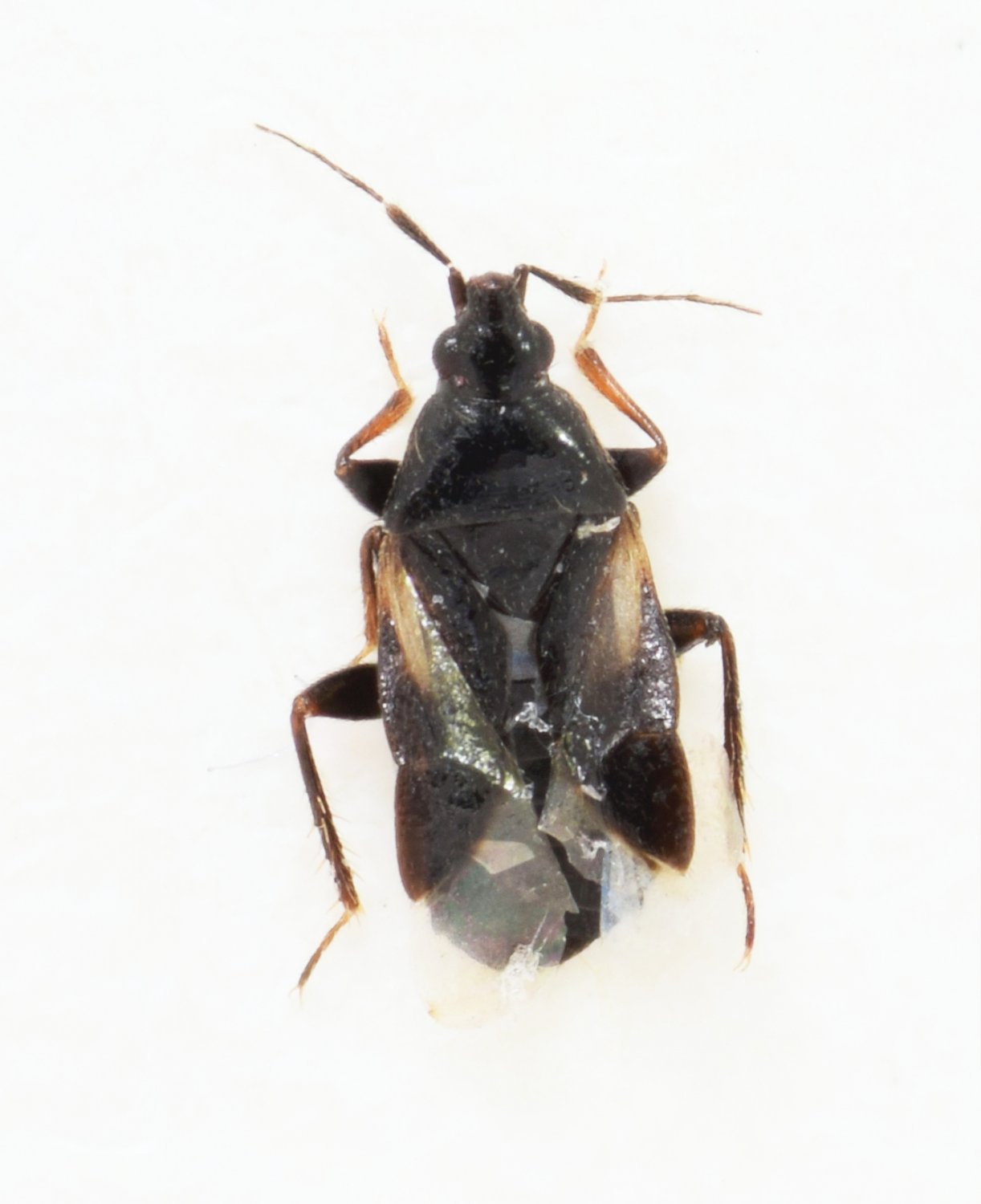 Barış Çerçi - Xylocoris (Xylocoris) obliquus - réf. 174451 (1222 x 1500 pixels, 97 ko)