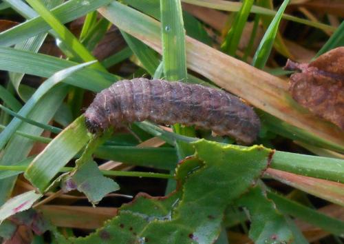 Réf. 175 016 : Charanyca trigrammica