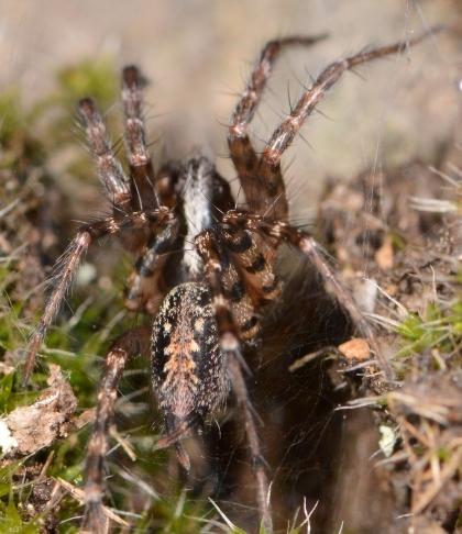 Réf. 175 854 : Textrix denticulata