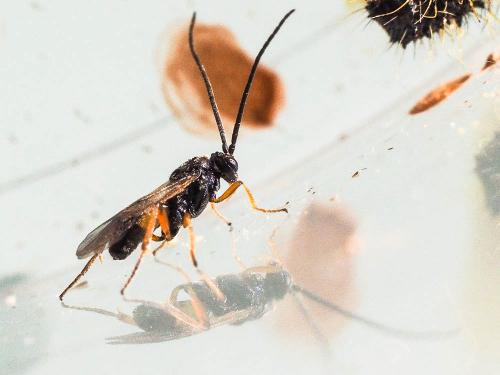 Réf. 175 315 : Cotesia glomerata