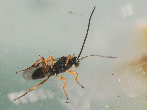Cotesia glomerata