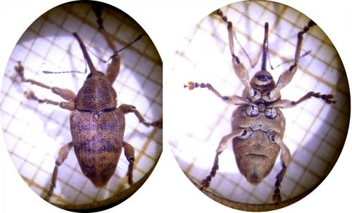 Curculio sp.