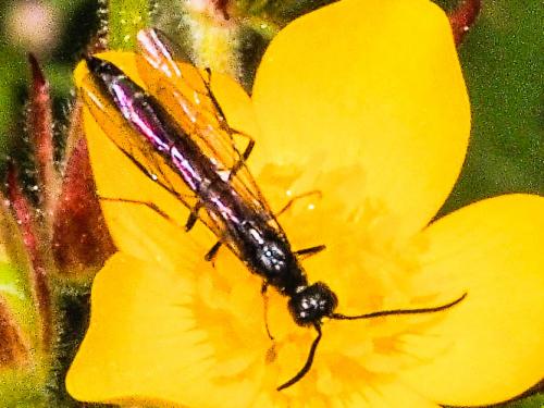 Réf. 175 083 : Phylloecus sp.