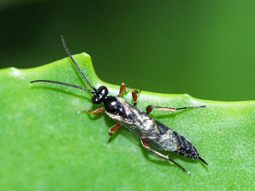 Réf. 175 844 : Campopleginae inconnu