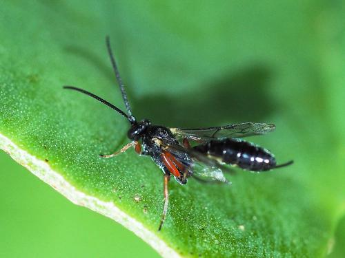 Réf. 175 845 : Campopleginae inconnu