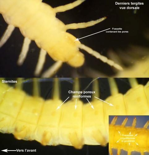 Réf. 175 431 : Stigmatogaster gracilis