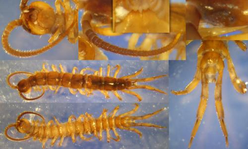 Lithobius steffeni