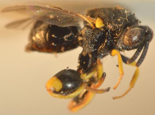 Brachymeria sp.