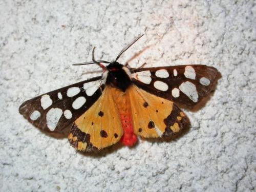 Réf. 175 687 : Arctia villica