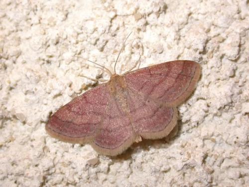 Réf. 175 612 : Scopula rubiginata