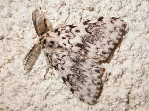 Lymantria monacha