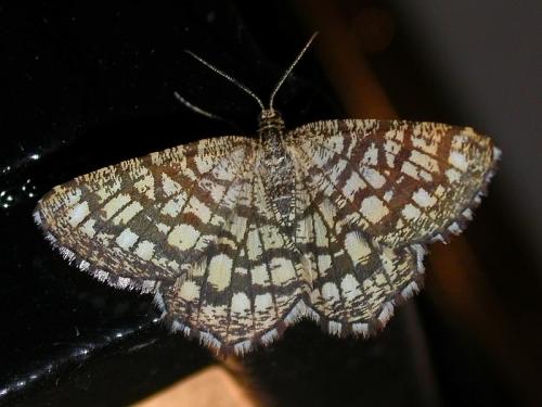 Chiasmia clathrata