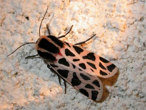 Cymbalophora pudica
