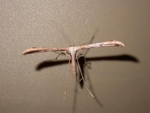Emmelina monodactyla
