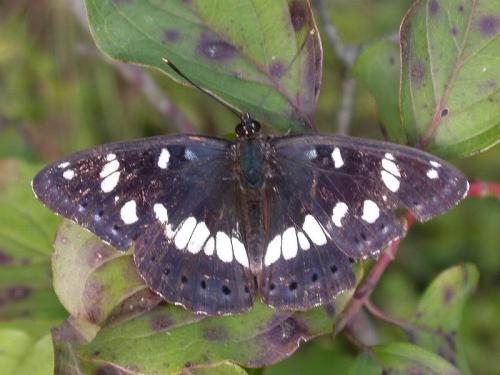 Limenitis reducta