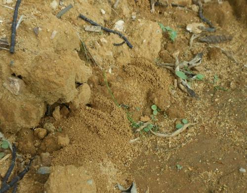 Réf. 175 355 : Colletes hederae