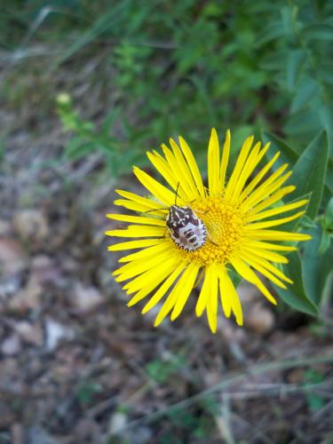 Carpocoris sp.