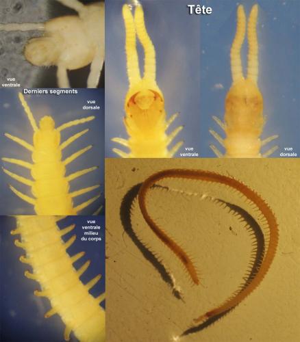 Réf. 175 412 : Stigmatogaster gracilis