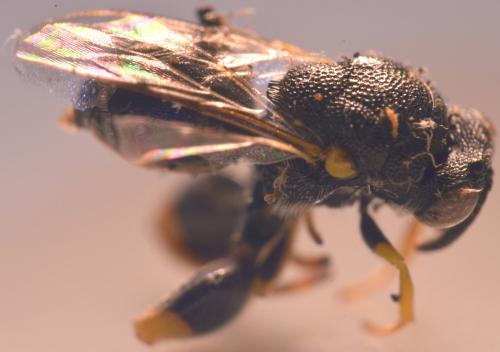 Brachymeria sp.