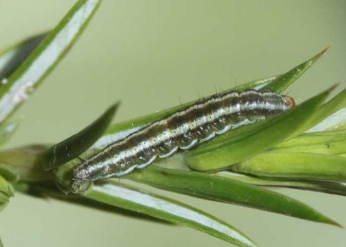 Réf. 175 017 : Gelechia sabinellus