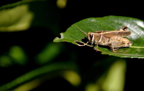 Calliptamus sp.