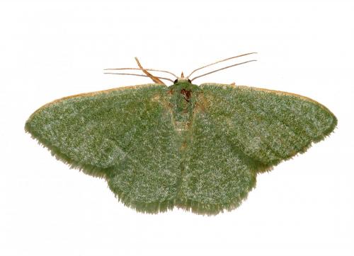 Réf. 175 259 : Phaiogramma etruscaria