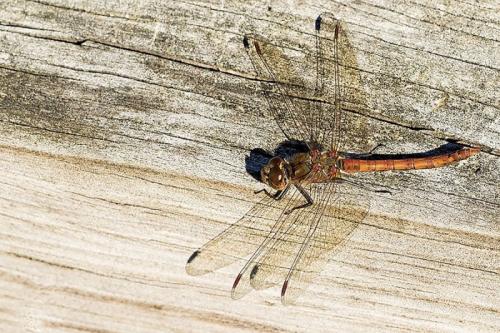 Sympetrum striolatum