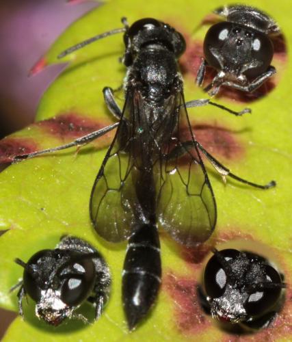 Trypoxylon attenuatum