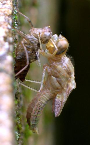 Réf. 175 117 : Crocothemis erythraea