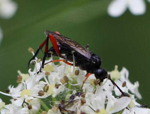 Macrophya diversipes