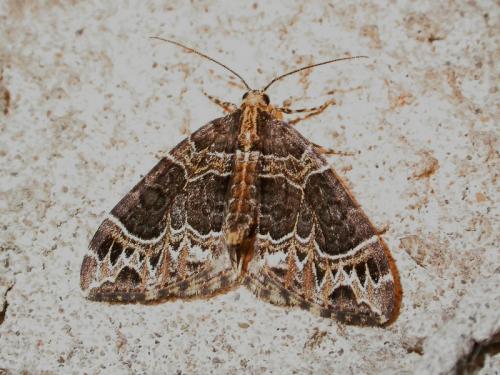 Réf. 175 610 : Ecliptopera silaceata