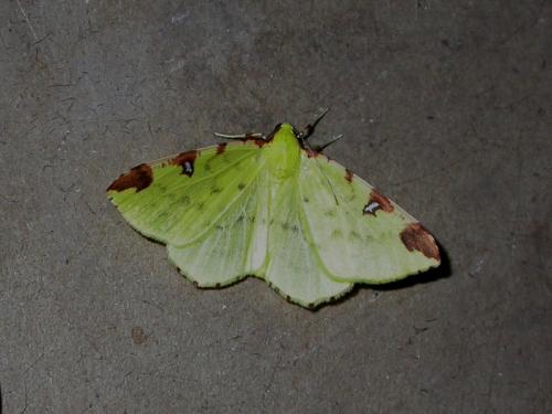 Opisthograptis luteolata