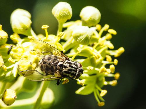 Graphomya maculata