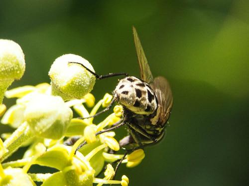 Réf. 175 116 : Graphomya maculata