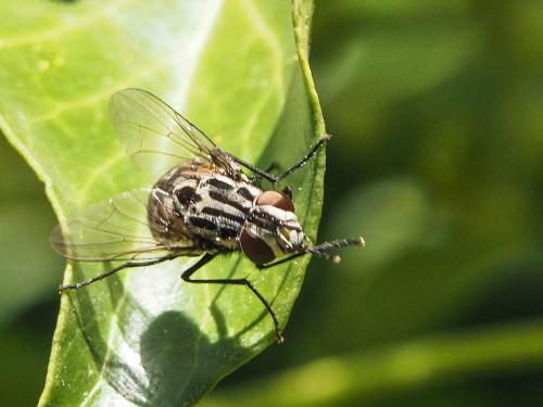 Réf. 175 114 : Graphomya maculata