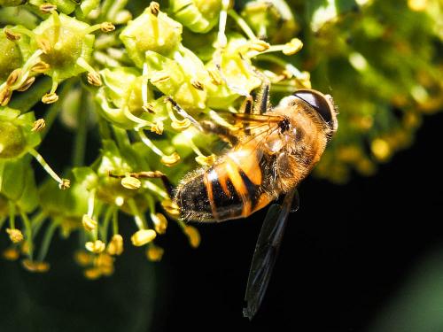Eristalis tenax