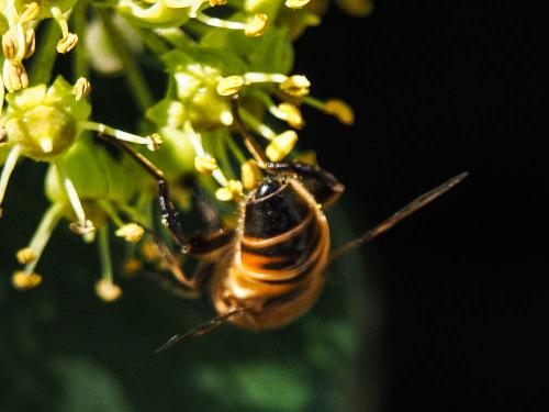 Eristalis tenax