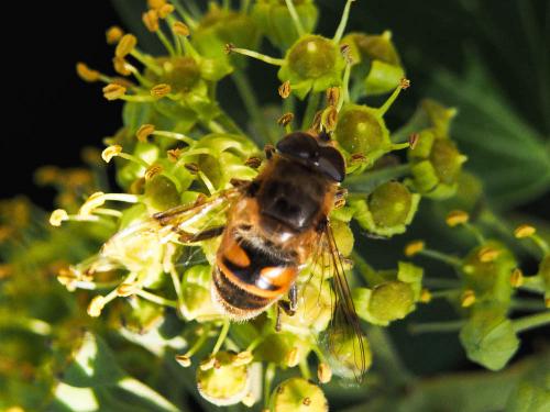 Eristalis tenax