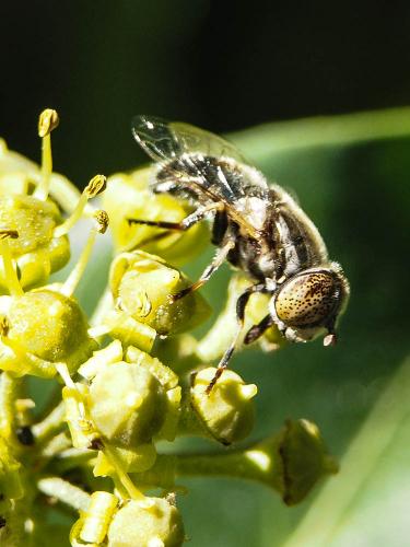 Eristalinus sepulchralis