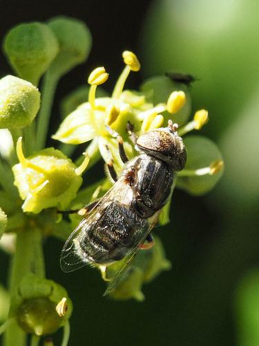 Eristalinus sepulchralis