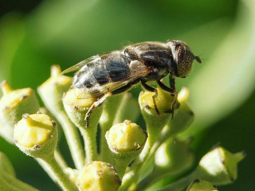 Eristalinus sepulchralis